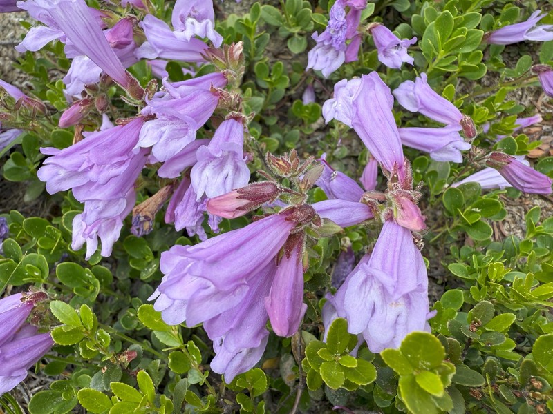Penstemon davidsonii var. menziesii photo 4