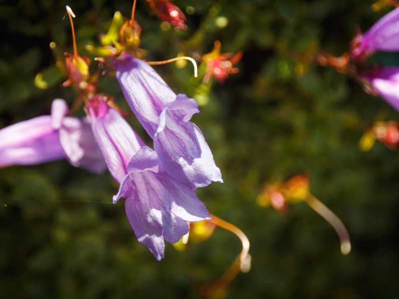 Penstemon davidsonii var. menziesii photo 5