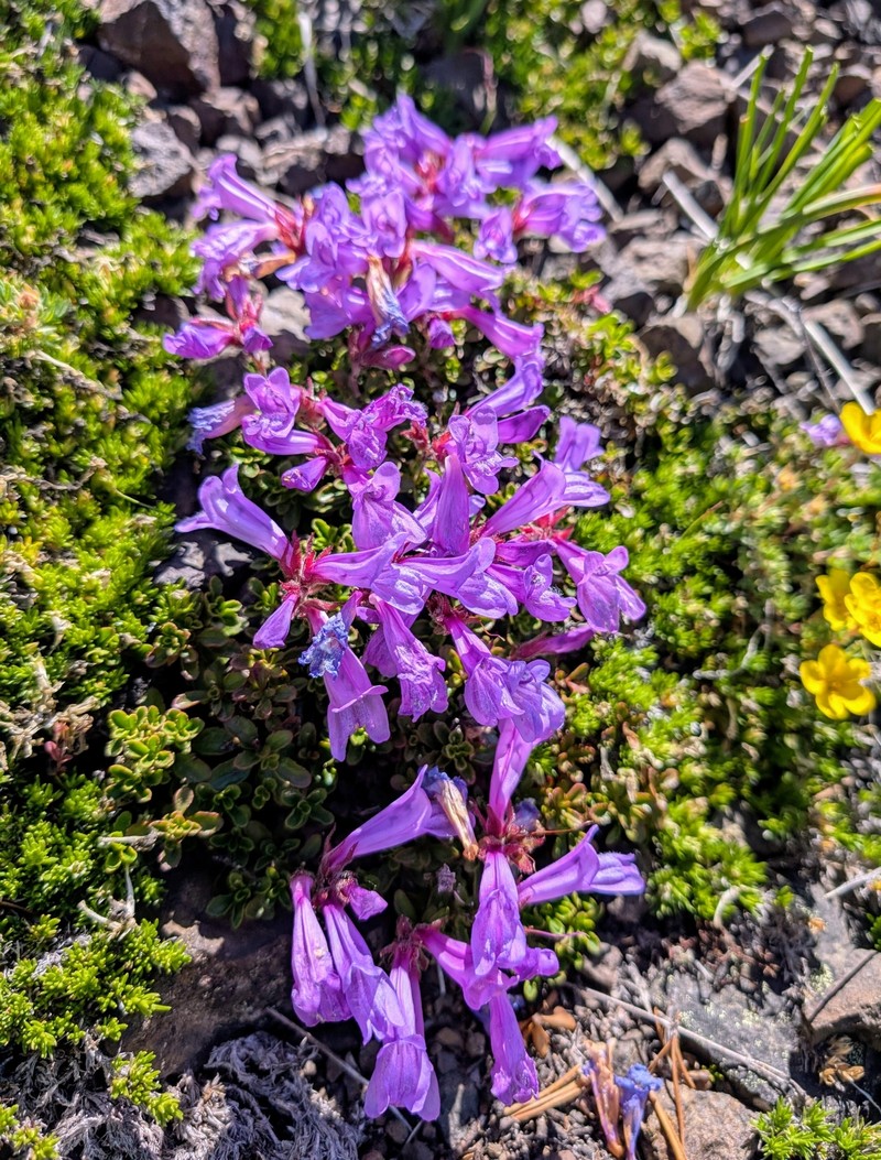 Penstemon davidsonii var. menziesii photo 6