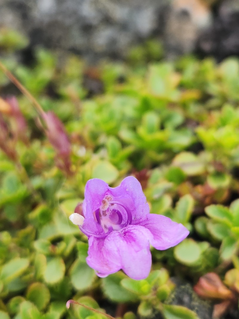 Penstemon davidsonii var. menziesii photo 7