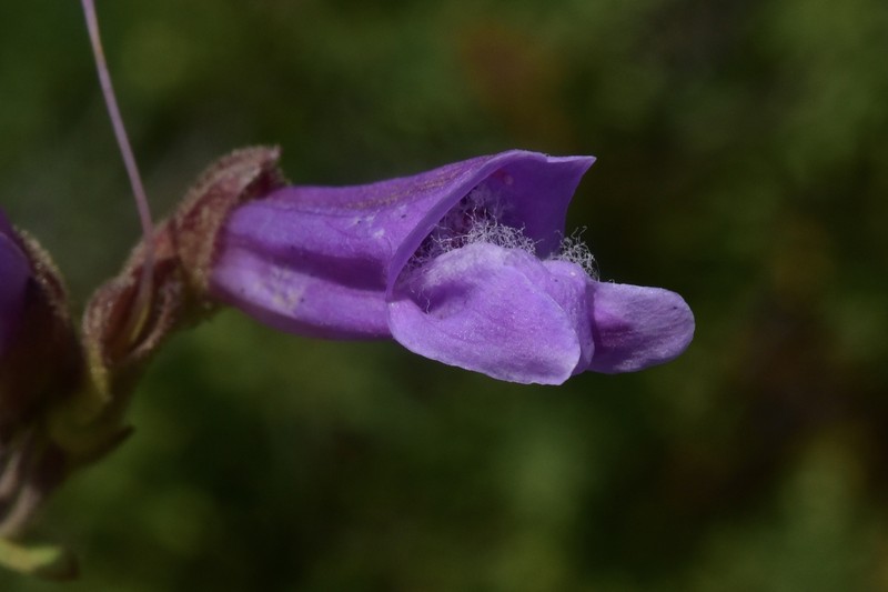 Penstemon davidsonii var. menziesii photo 8