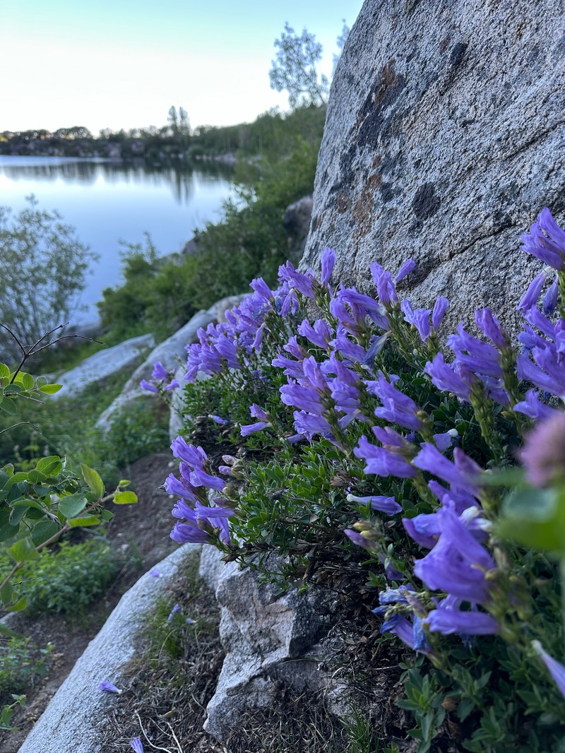 Penstemon davidsonii var. praeteritus