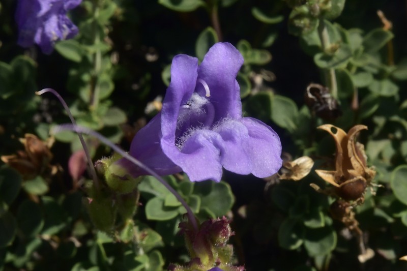 Penstemon davidsonii var. praeteritus photo 2