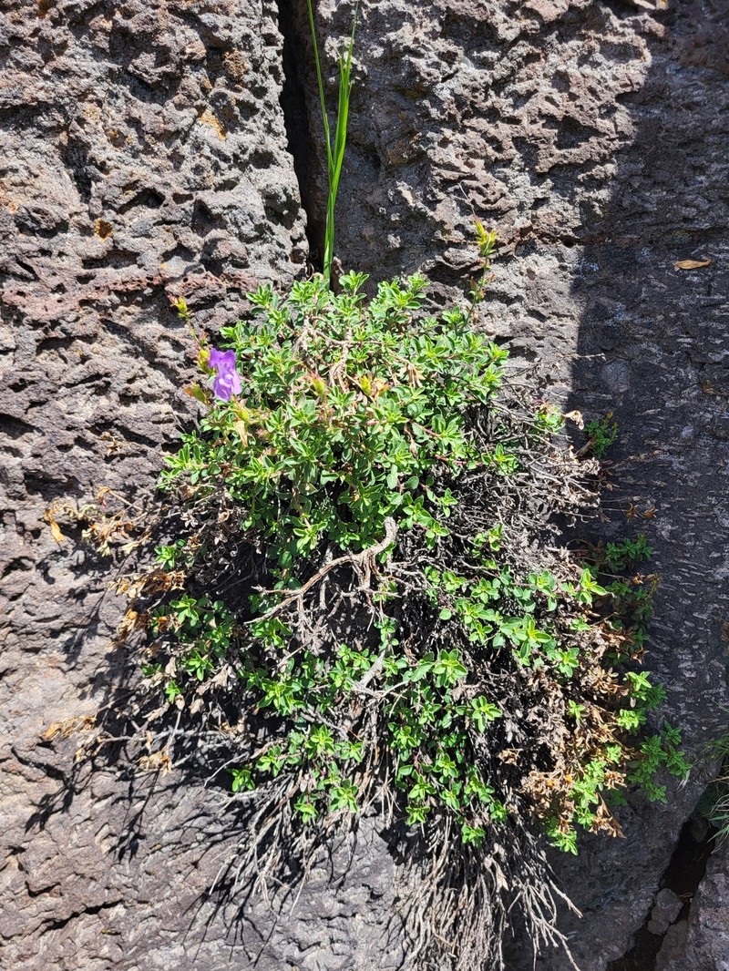 Penstemon davidsonii var. praeteritus photo 4