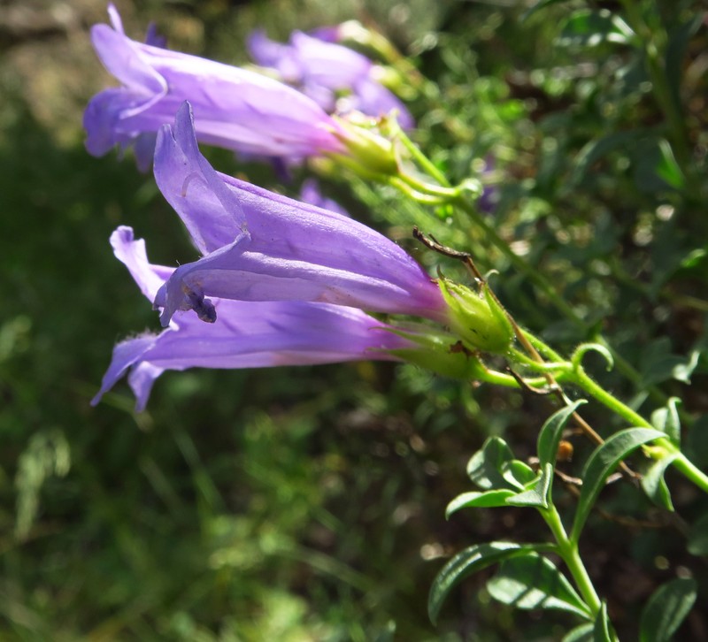Penstemon davidsonii var. praeteritus photo 5