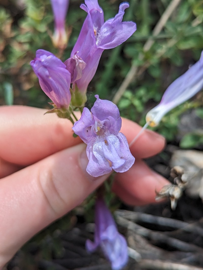 Penstemon davidsonii var. praeteritus photo 7