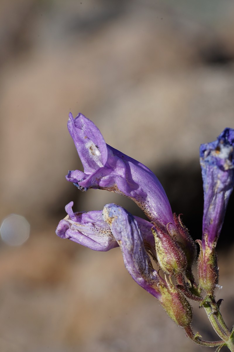 Penstemon davidsonii var. praeteritus photo 8