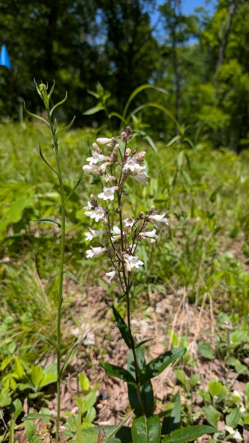 Deam's Beardtongue photo 2