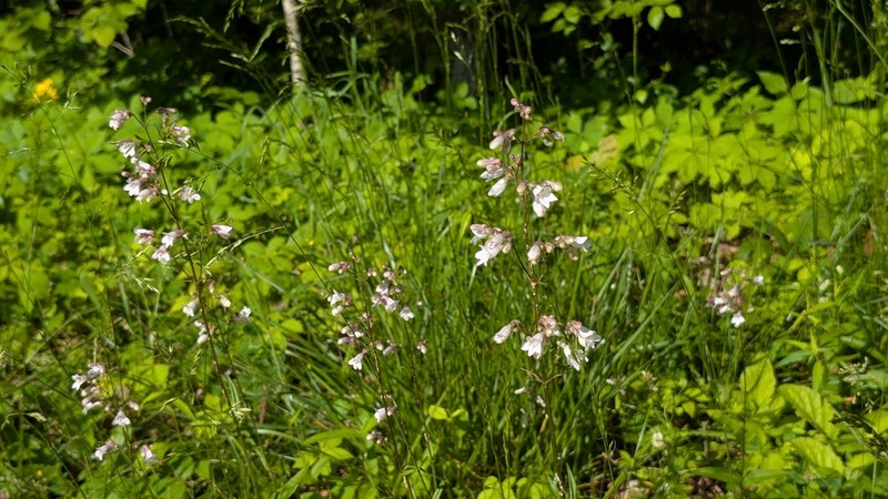 Deam's Beardtongue photo 3