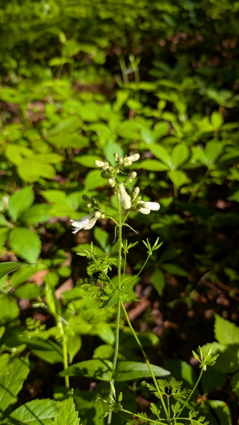 Deam's Beardtongue photo 4