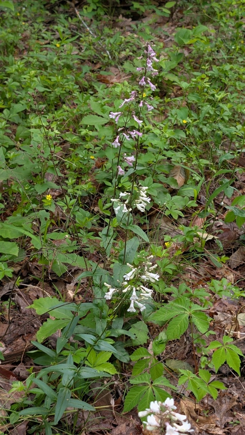 Deam's Beardtongue photo 5
