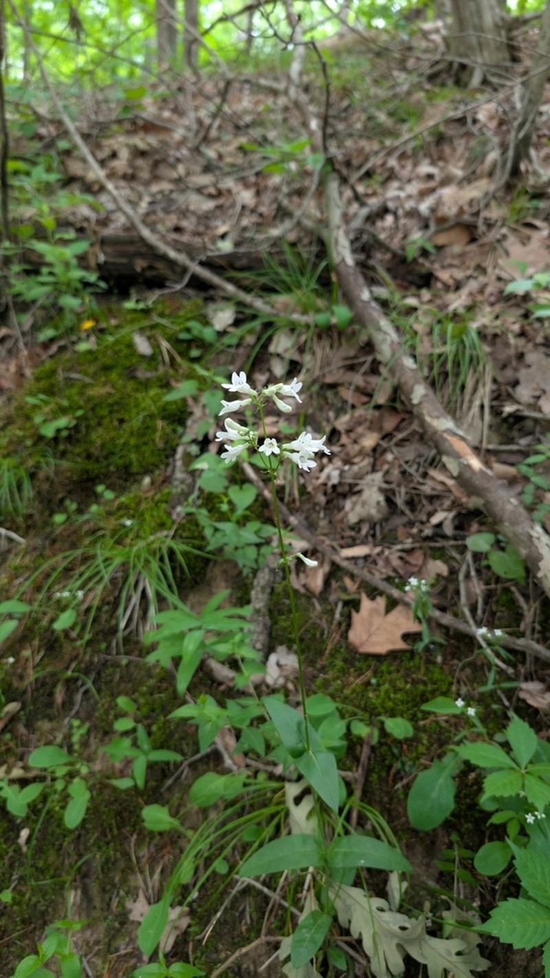 Deam's Beardtongue photo 6