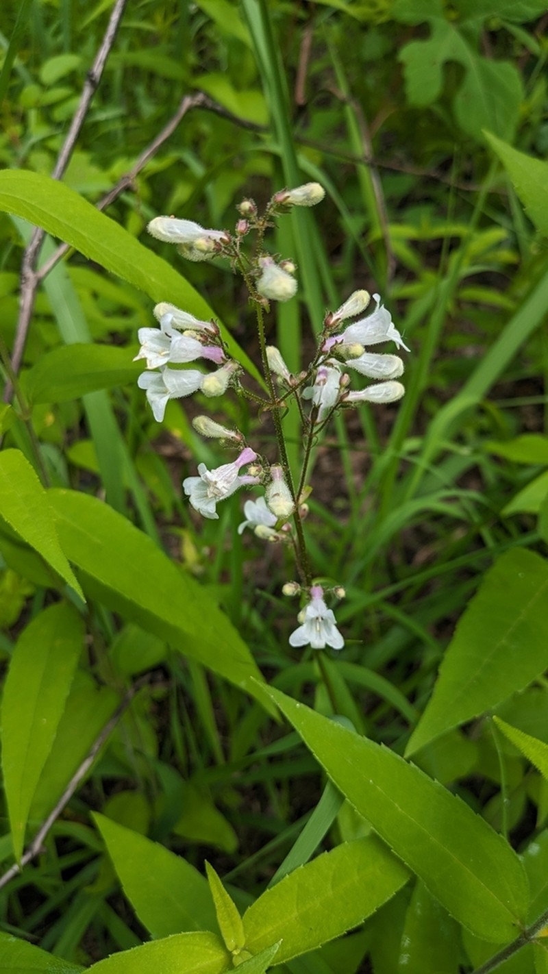 Deam's Beardtongue photo 7
