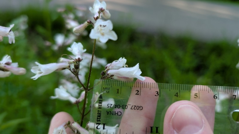 Deam's Beardtongue photo 8