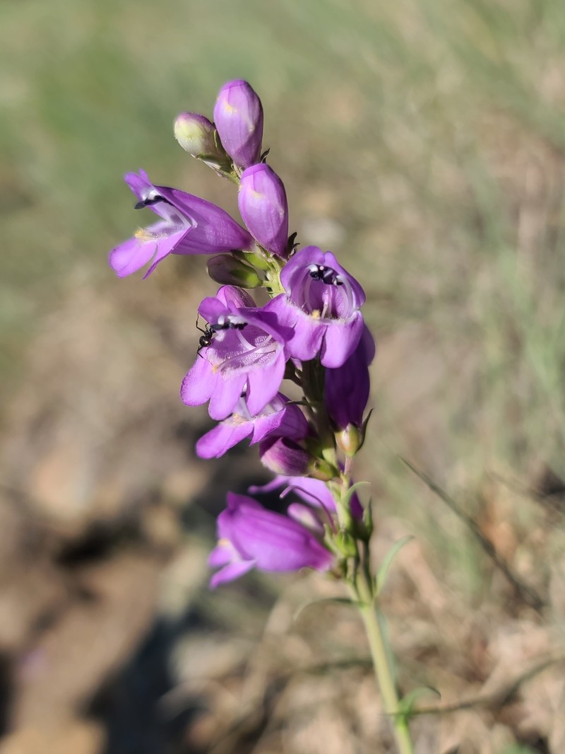 Mt. Graham Beardtongue