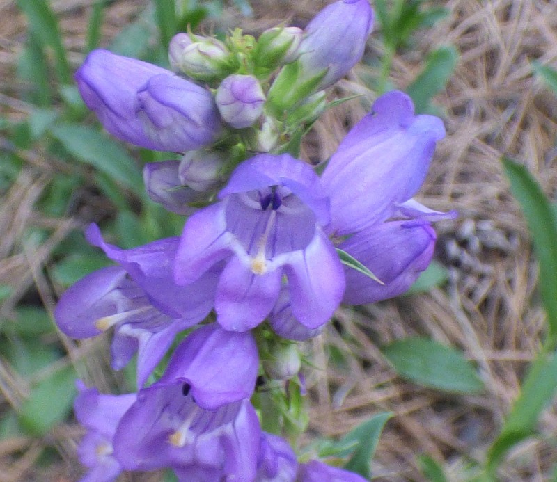 Mt. Graham Beardtongue photo 2