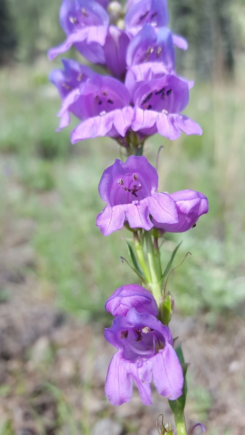Mt. Graham Beardtongue photo 3