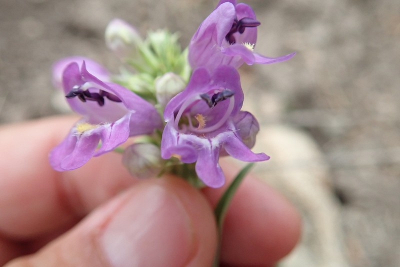 Mt. Graham Beardtongue photo 4