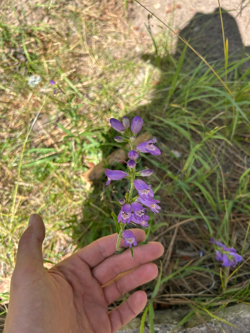 Mt. Graham Beardtongue photo 5