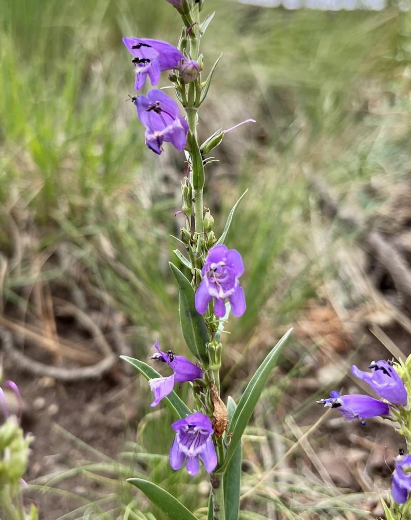 Mt. Graham Beardtongue photo 6