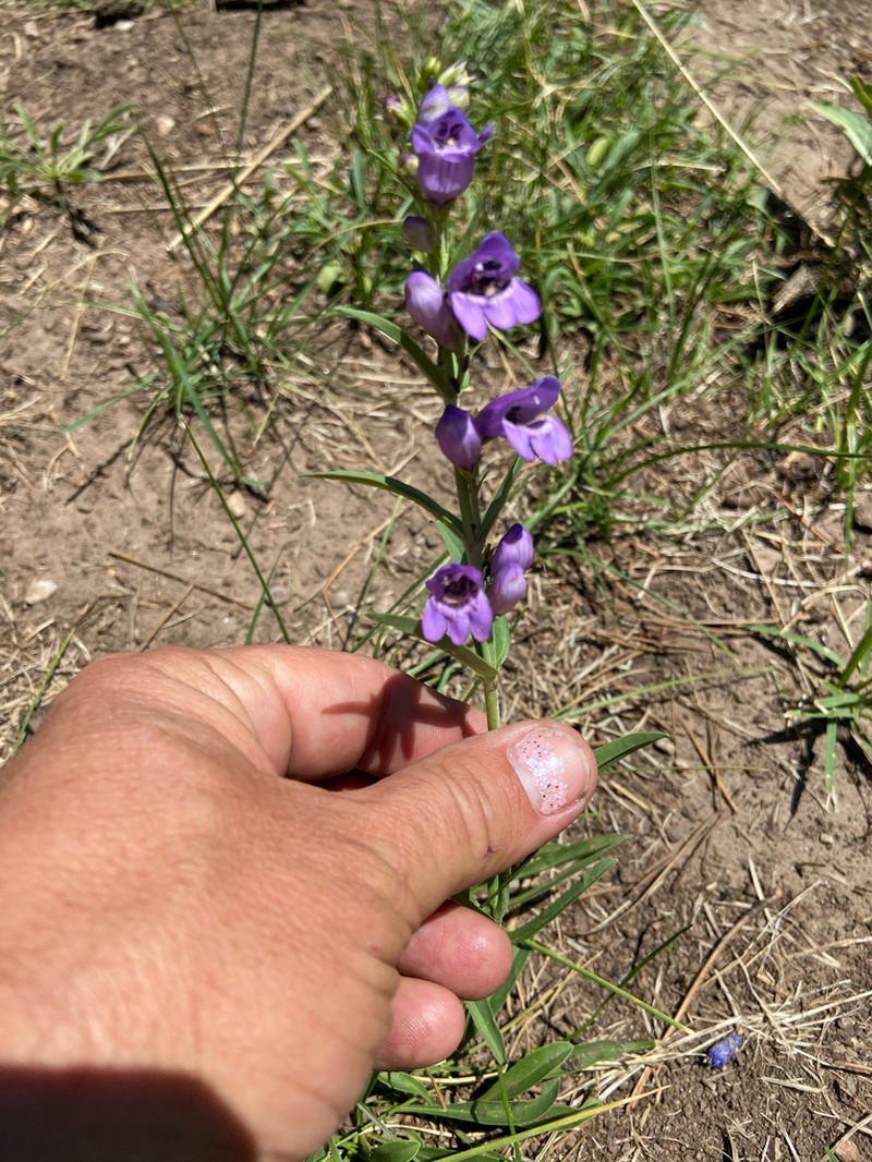 Mt. Graham Beardtongue photo 7