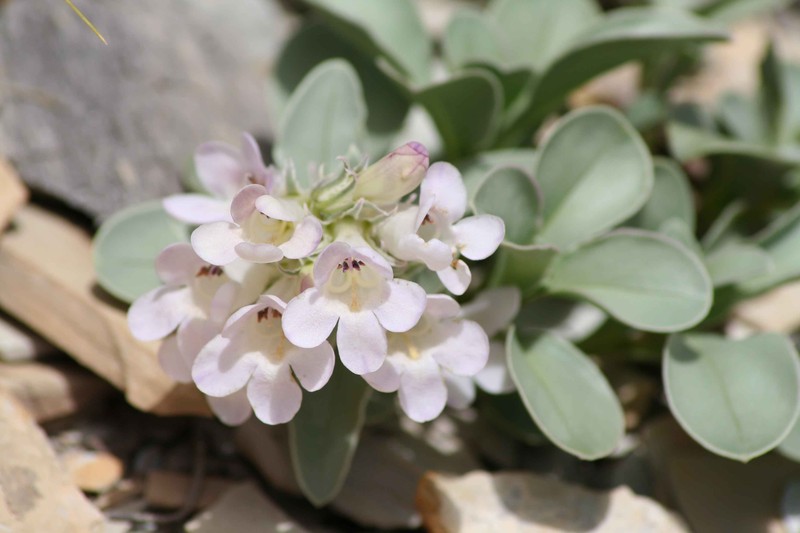 Parachute Beardtongue