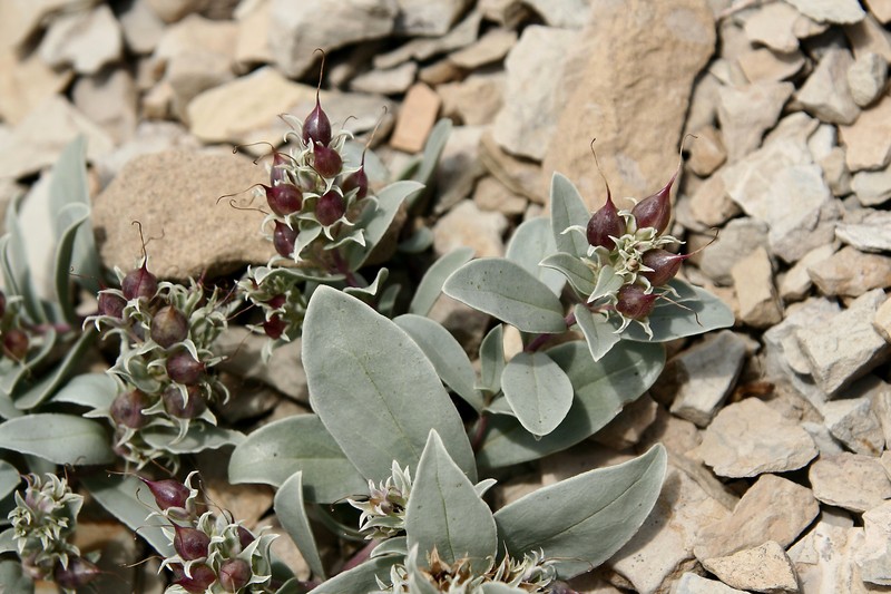 Parachute Beardtongue photo 2