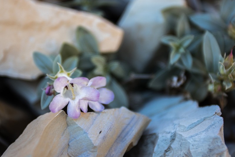 Parachute Beardtongue photo 3