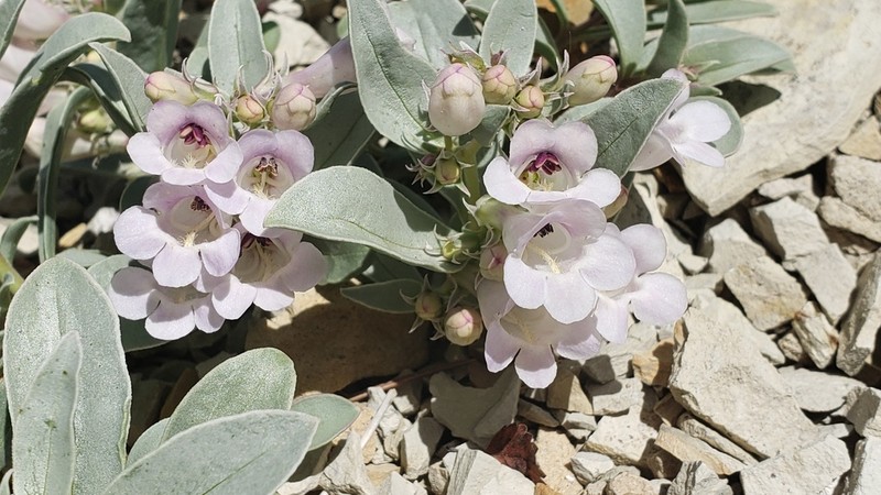 Parachute Beardtongue photo 4