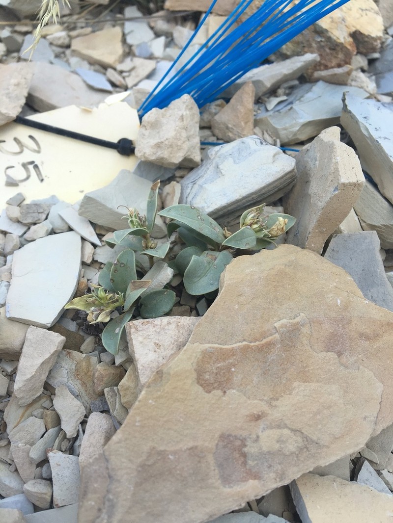 Parachute Beardtongue photo 5