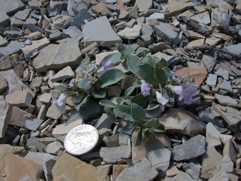 Parachute Beardtongue photo 6