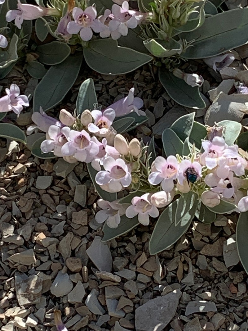 Parachute Beardtongue photo 7