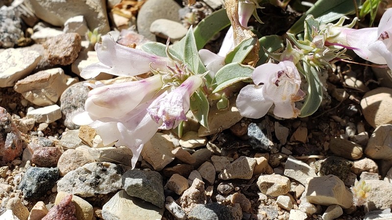 Parachute Beardtongue photo 8