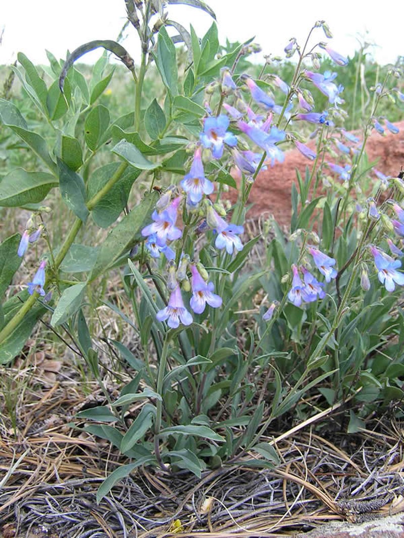 Degener's Beardtongue