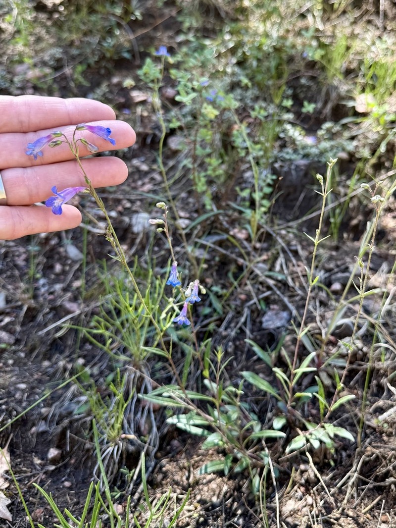 Degener's Beardtongue photo 2