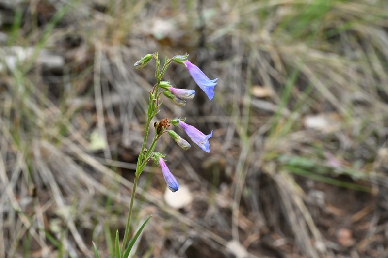 Degener's Beardtongue photo 3