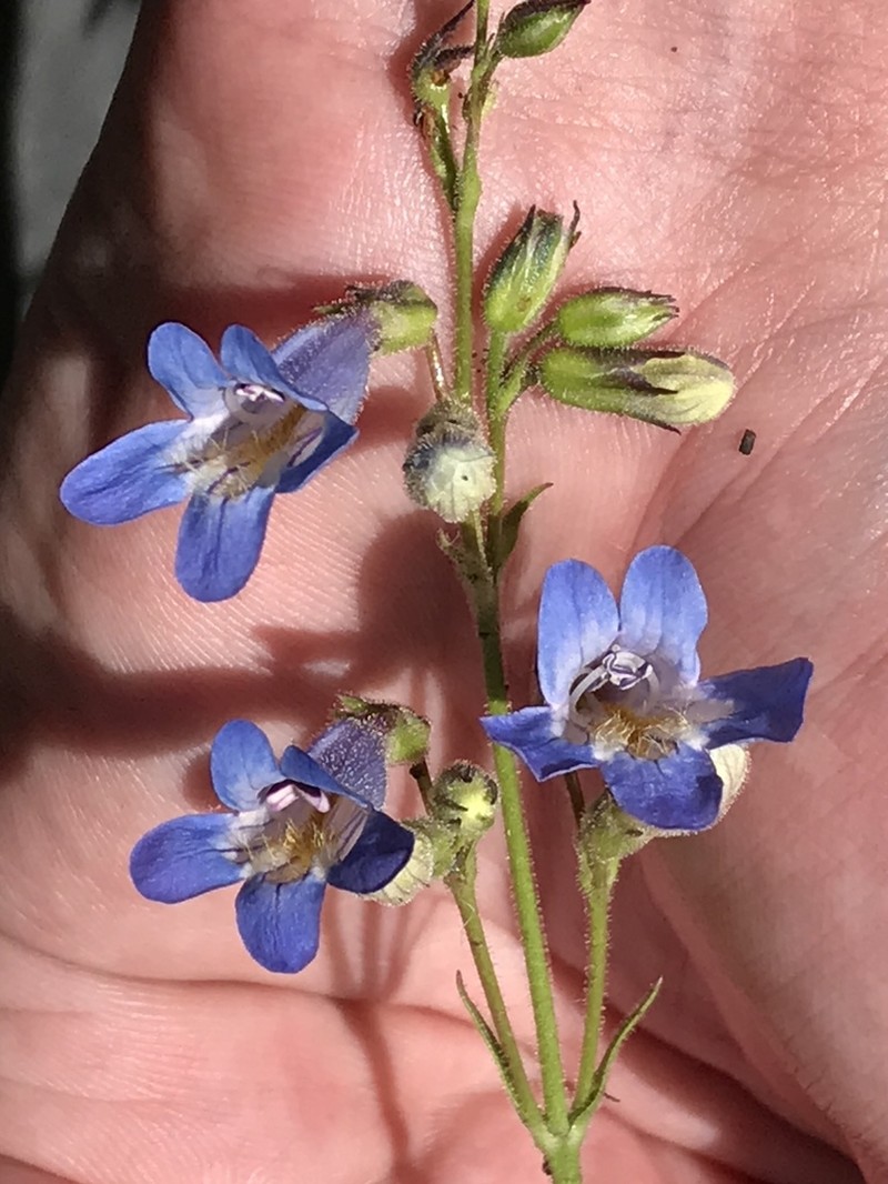 Degener's Beardtongue photo 4