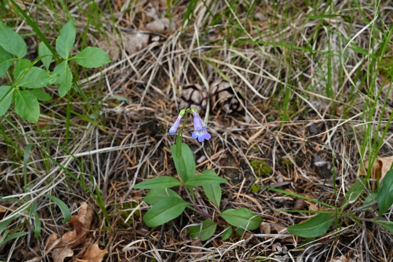 Degener's Beardtongue photo 5