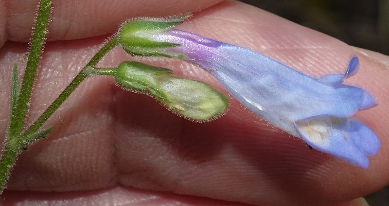 Degener's Beardtongue photo 6