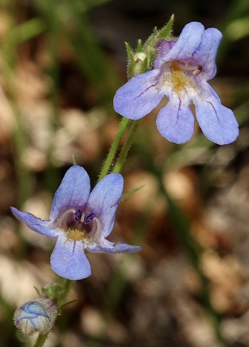 Degener's Beardtongue photo 7