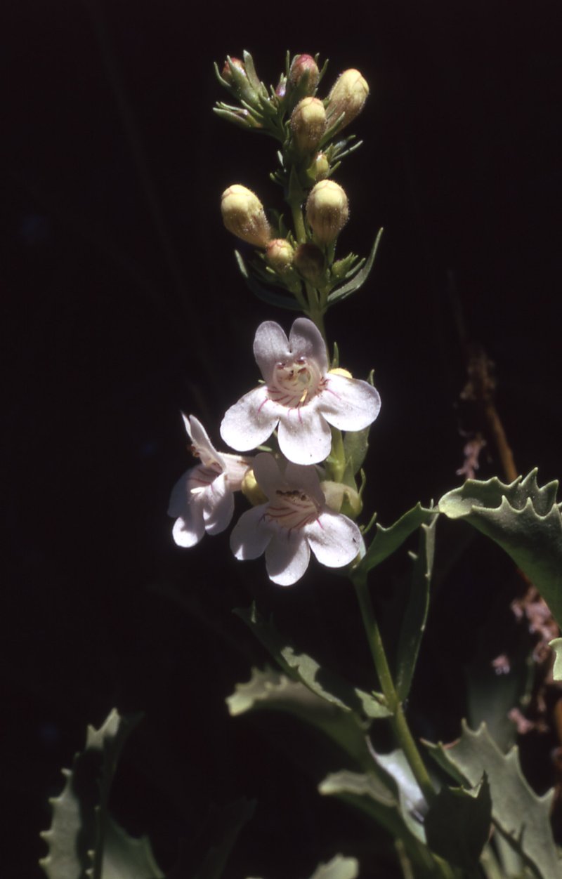 Scabland Penstemon