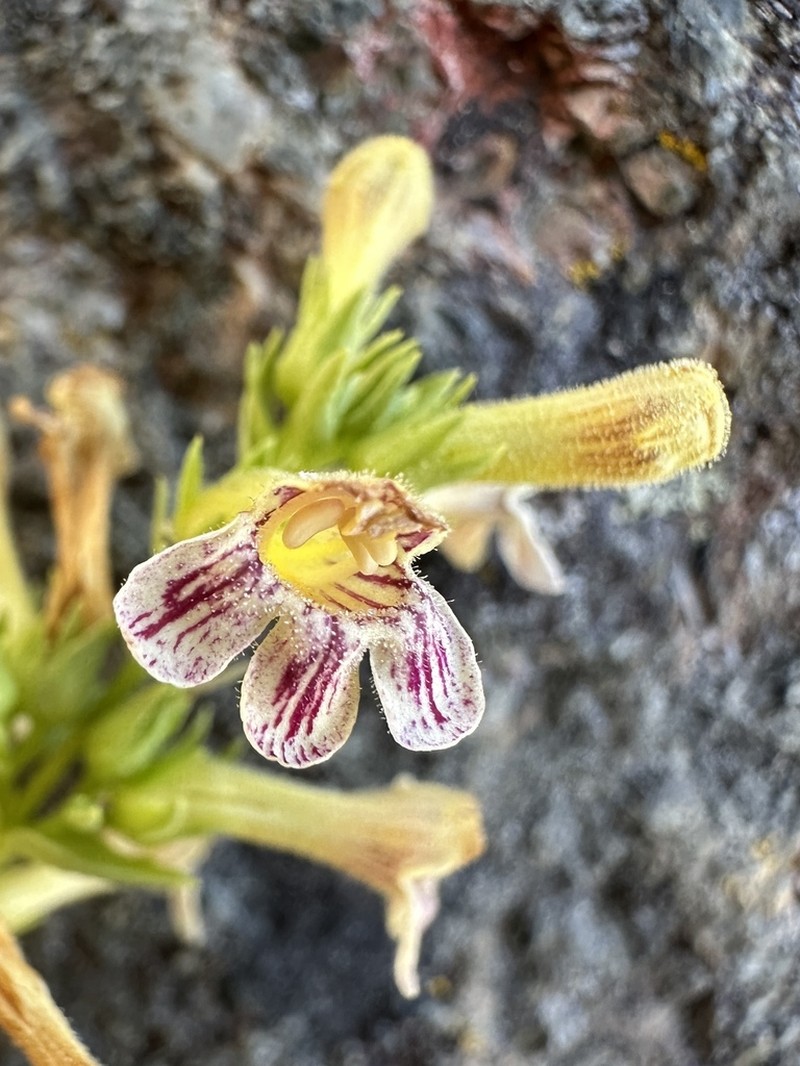 Scabland Penstemon photo 3