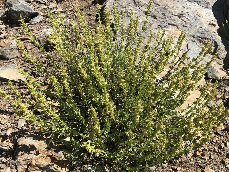 Scabland Penstemon photo 4