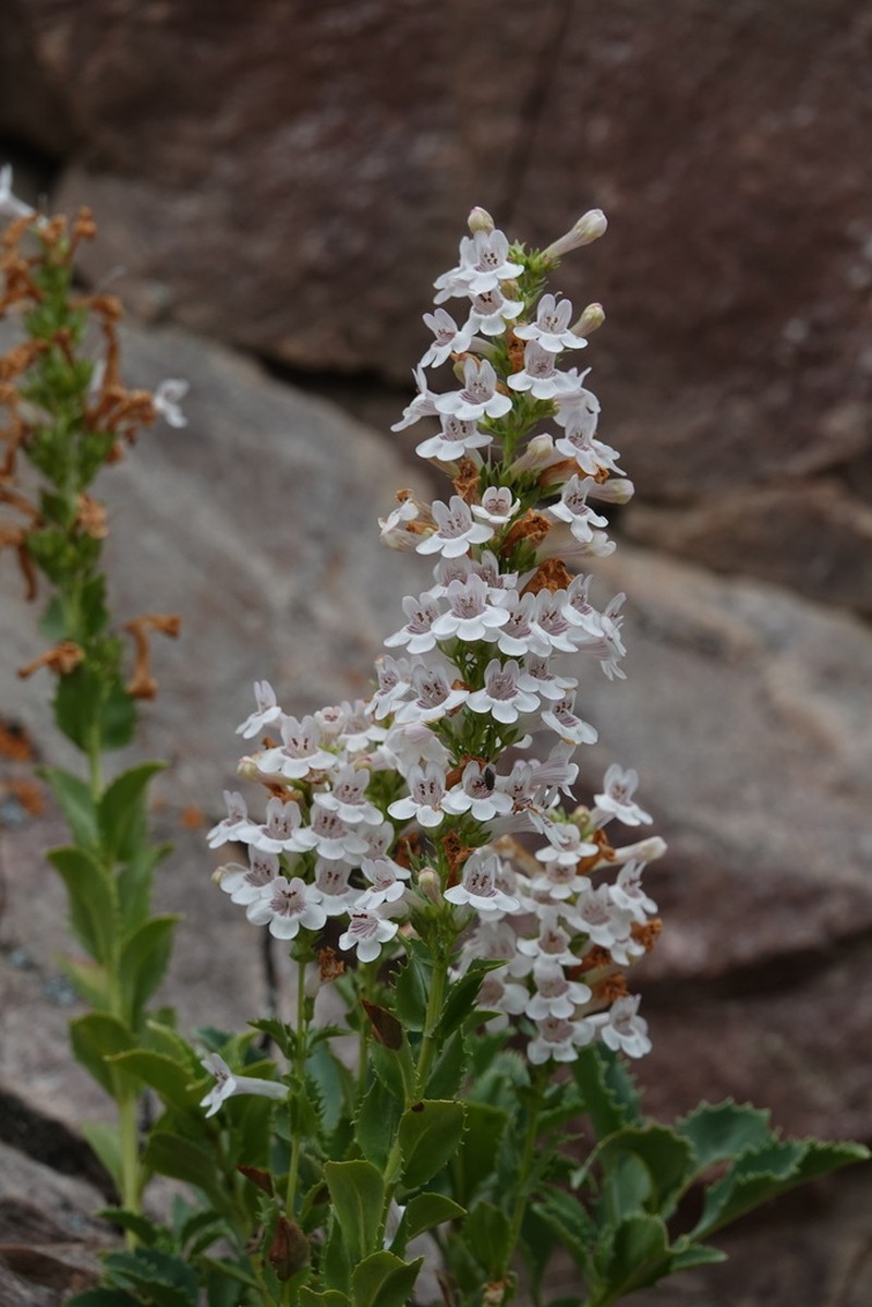 Scabland Penstemon photo 5