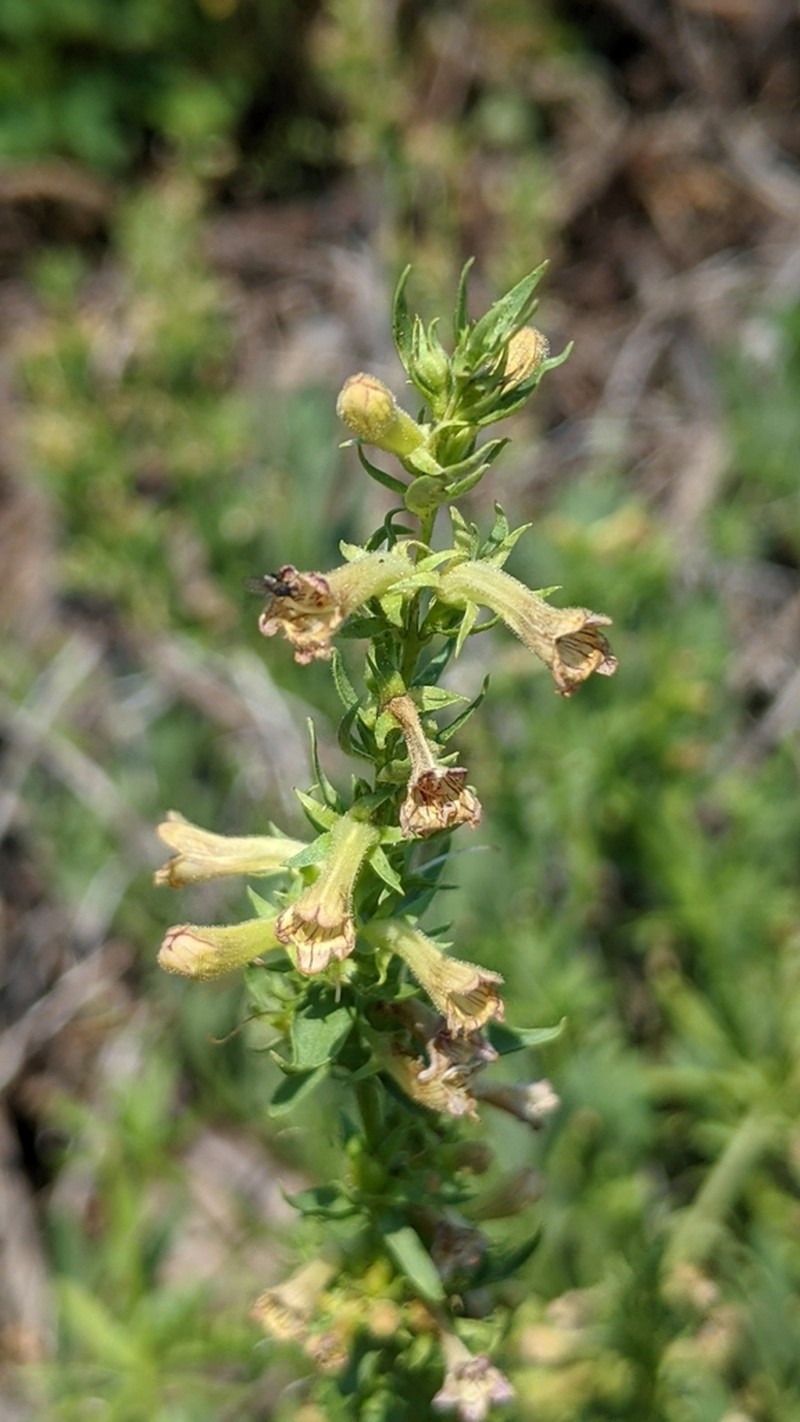 Scabland Penstemon photo 6