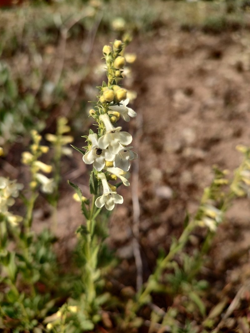 Scabland Penstemon photo 7