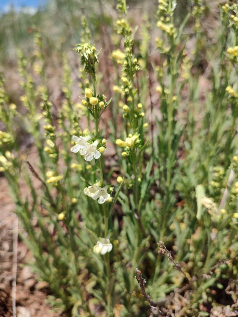 Penstemon deustus var. deustus