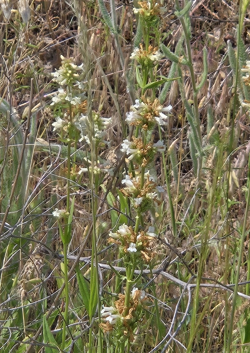 Penstemon deustus var. deustus photo 2