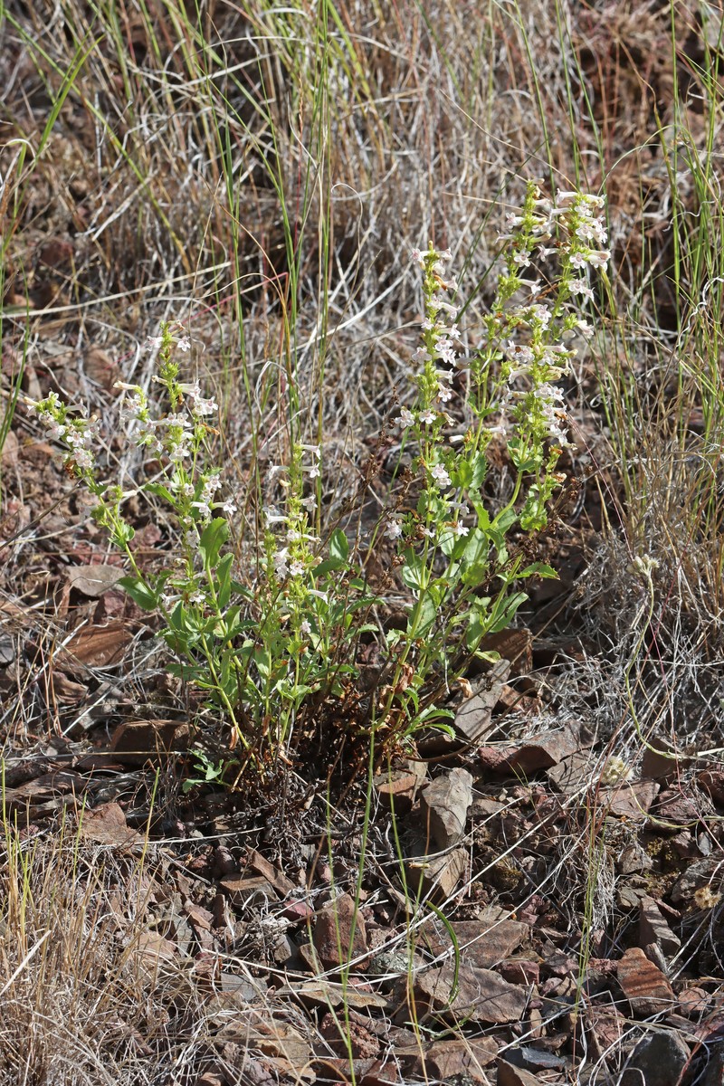 Penstemon deustus var. deustus photo 3
