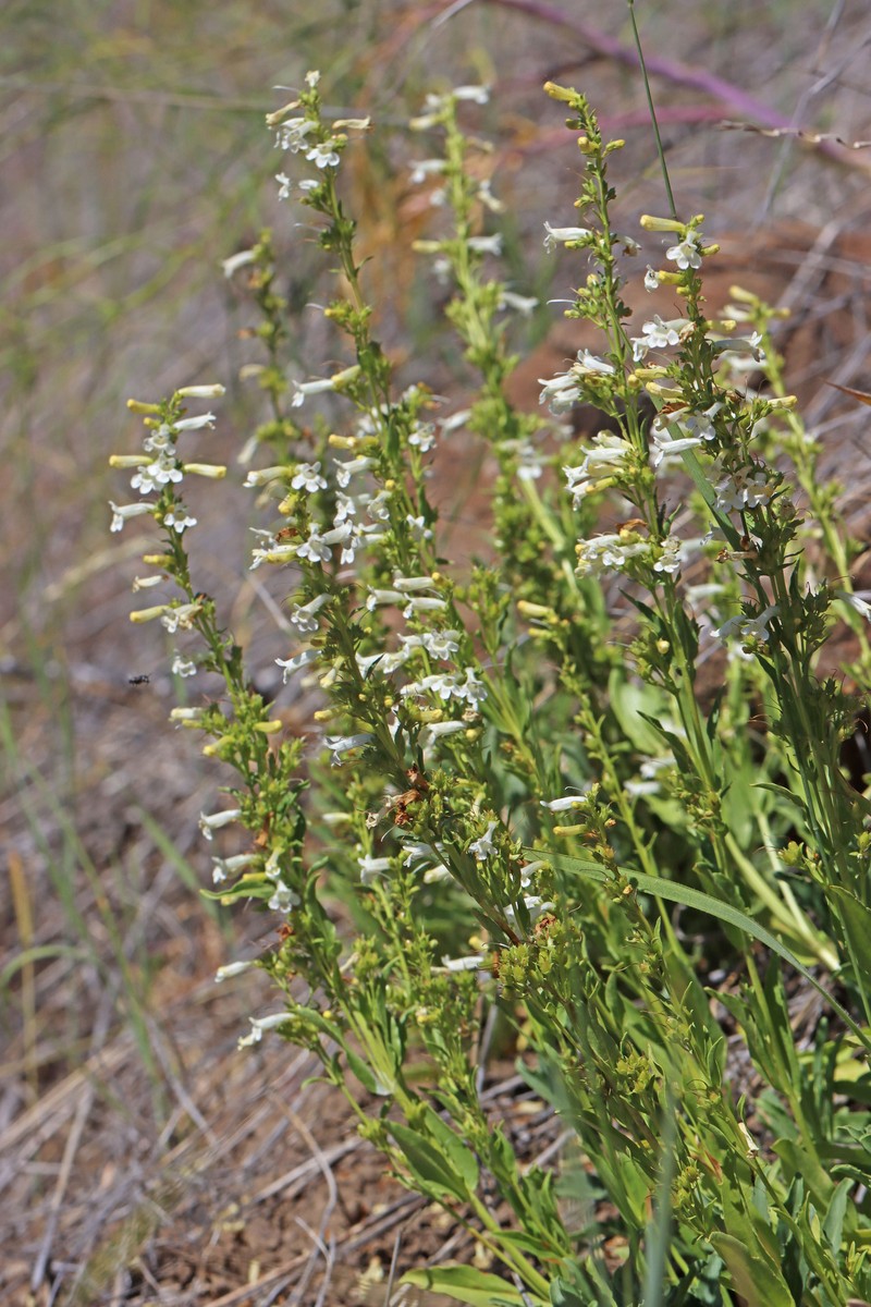 Penstemon deustus var. deustus photo 4